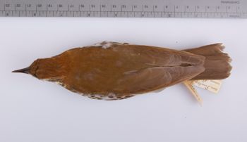 Media type: image;   Ornithology 100011